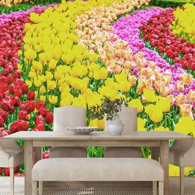 Samolepiaca fototapeta záhrada plná tulipánov - 150x100