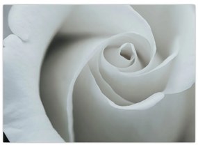 Sklenený obraz - Biela ruža (70x50 cm)