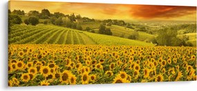 Obraz - Slnečnicové pole (120x50 cm)
