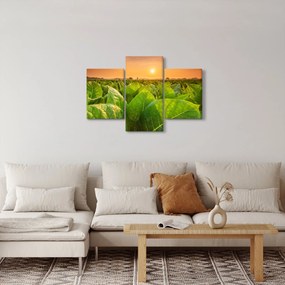 Obraz - Pole (90x60 cm)