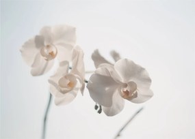 Sklenený obraz bielej orchidey (70x50 cm)