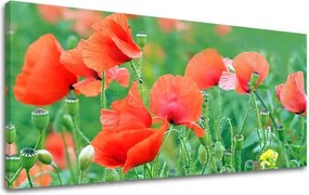 Obraz na stenu PANORÁMA KVETY