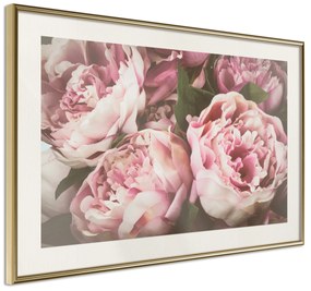 Artgeist Plagát - Pink Peonies [Poster] Veľkosť: 45x30, Verzia: Zlatý rám s passe-partout