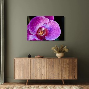 Detailný obraz kvetu orchidey (90x60 cm)
