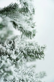 Limpol Vianočný stromček Jedľa Karolína – zasnežená Výška stromčeka: 220 cm