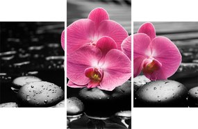 Obraz - Ružové orchidey (90x60 cm)