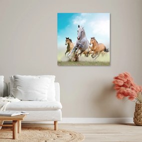 Obraz na plátně, Cválající koně - 50x50 cm