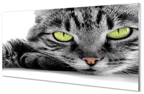 Obraz na akrylátovom skle Šedočierna mačka 120x60 cm
