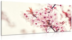 Obraz ružové kvety čerešne Varianta: 120x60