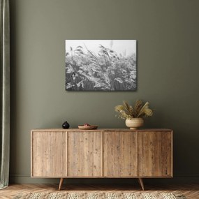 Obraz - Tráva vo vetre (70x50 cm)