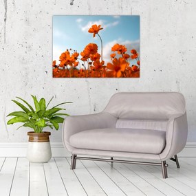 Obraz - Lúčne kvety (70x50 cm)