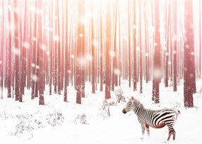 Obraz - Zebra v zasneženom lese (70x50 cm)