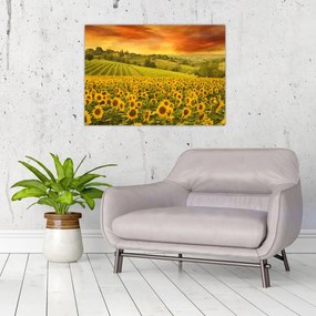 Sklenený obraz - Slnečnicové pole (70x50 cm)