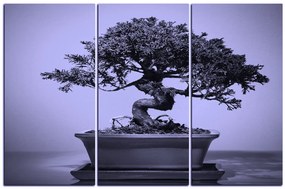 Obraz na plátne - Bonsai 1244VB (105x70 cm)