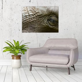 Sklenený obraz - Detailné fotografie starého slonieho oka (70x50 cm)