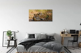 Obraz na plátne Tigers 125x50 cm