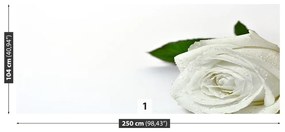 Fototapeta Vliesová Biela ruža 152x104 cm