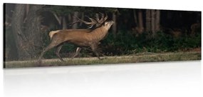 Obraz majestátny jeleň - 150x50