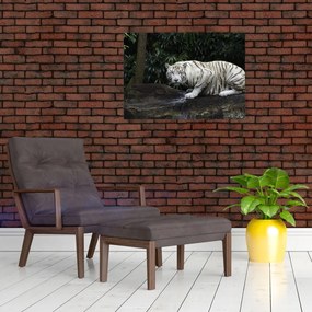 Sklenený obraz - Tiger albín (70x50 cm)