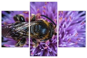 Obraz včely na kvetine (90x60 cm)