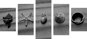 5-dielny obraz mušle na piesočnatej pláži v čiernobielom prevedení - 100x50