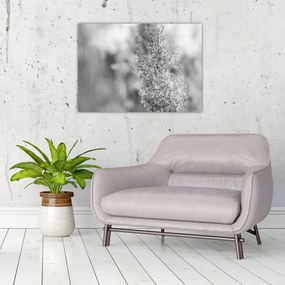 Obraz - Boho pampas grass (70x50 cm)