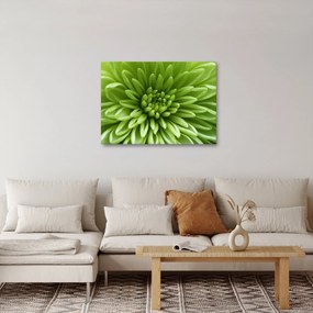 Obraz - Makro snímka rastliny (70x50 cm)