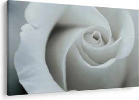 Obraz - Biela ruža (90x60 cm)