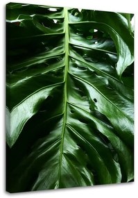 Obraz na plátně Monstera Leaf Nature Tropical - 70x100 cm