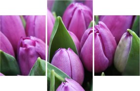 Obraz - kvety tulipánov (90x60 cm)