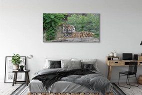 Obraz na akrylátovom skle Tiger woods 140x70 cm