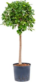 Fikus - Ficus Panda stem 22/19 výška 95 cm