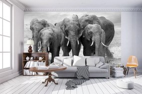 Fototapeta - Slony (254x184 cm)