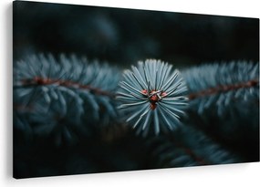 Obraz vetvičky ihličnatého stromu (90x60 cm)