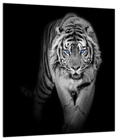 Obraz tigra (30x30 cm)
