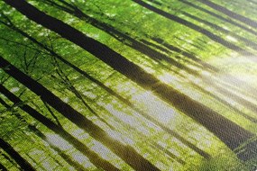 Obraz svieži zelený les - 120x80
