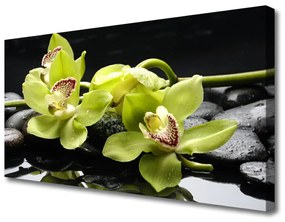 Obraz Canvas Kvet kamene rastlina 120x60 cm
