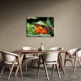 Obraz motýľa na kvetine (70x50 cm)
