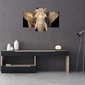 Obraz - Slon africký (90x60 cm)