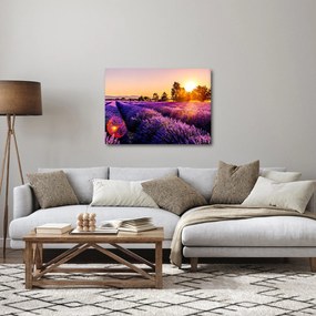Obraz levanduľového pole, Provence (70x50 cm)