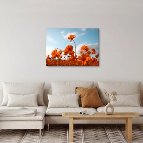 Obraz - Lúčne kvety (70x50 cm)
