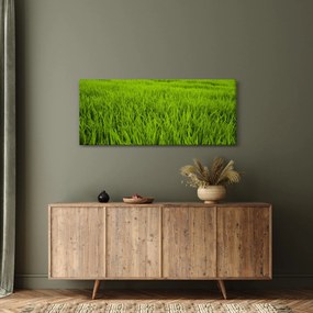 Obraz trávy (120x50 cm)