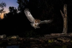 Fotografia Tawny owl flying in the forest at night, Spain, AlfredoPiedrafita