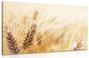 Obraz pšeničné pole - 120x80