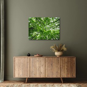 Obraz - Pohľad do korún stromov (70x50 cm)