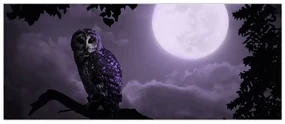 Obraz - Nočná sova, fialová (120x50 cm)