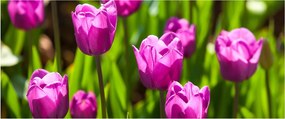 Obraz tulipánov na lúke (120x50 cm)