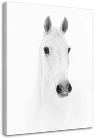 Gario Obraz na plátne Sivý kôň Rozmery: 40 x 60 cm