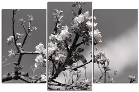 Obraz na plátne - Kvitnúca jabloň 147ČC (120x80 cm)