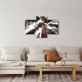 Obraz - Pohľad skrz koruny stromov (90x60 cm)